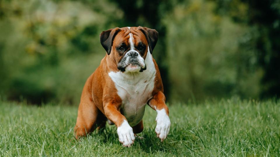 Boxer dog running outside