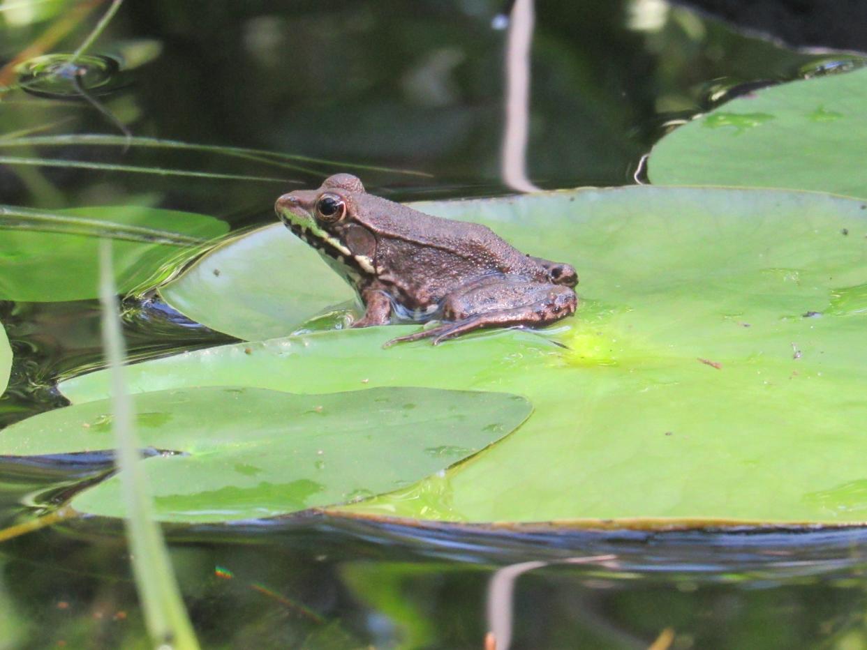 A young bronze frog sits on leaves of an American white water lily.