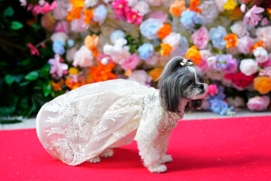 A dog attends the Pet Gala fashion show at AKC Museum of The Dog on Monday, May 20, 2024, in New York. (Photo by Charles Sykes/Invision/AP)