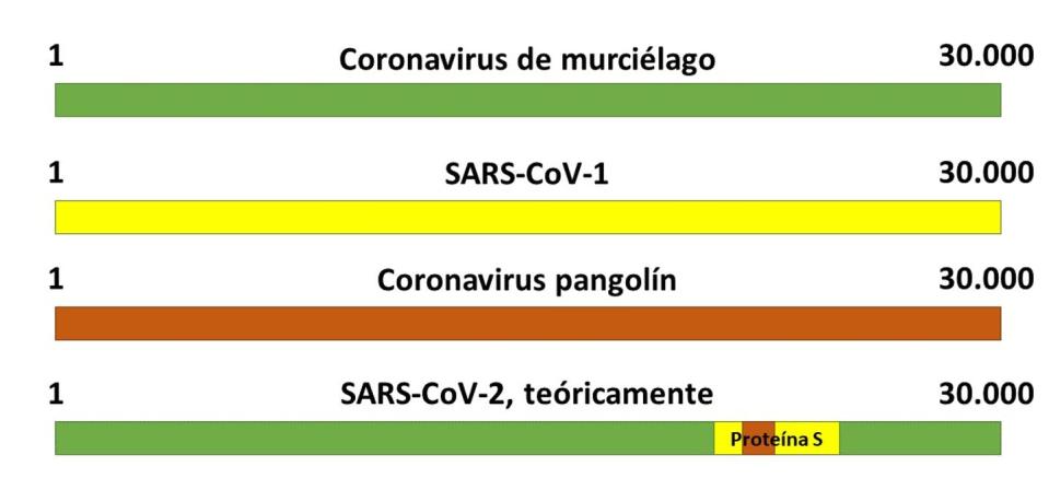 <span class="caption">Teoría del origen del SARS-CoV-2 como virus quimérico. Elaboración propia.</span>