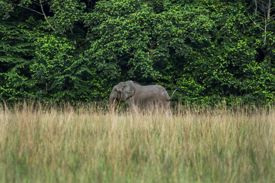 A rare forest elephant is photographed in Gabon's Pongara National Park forest, on March 12, 2020. Gabon holds about 95,000 African forest elephants, according to results of a survey by the Wildlife Conservation Society and the National Agency for National Parks of Gabon, using DNA extracted from dung. Previous estimates put the population at between 50,000 and 60,000 or about 60% of remaining African forest elephants. (AP Photo/Jerome Delay)