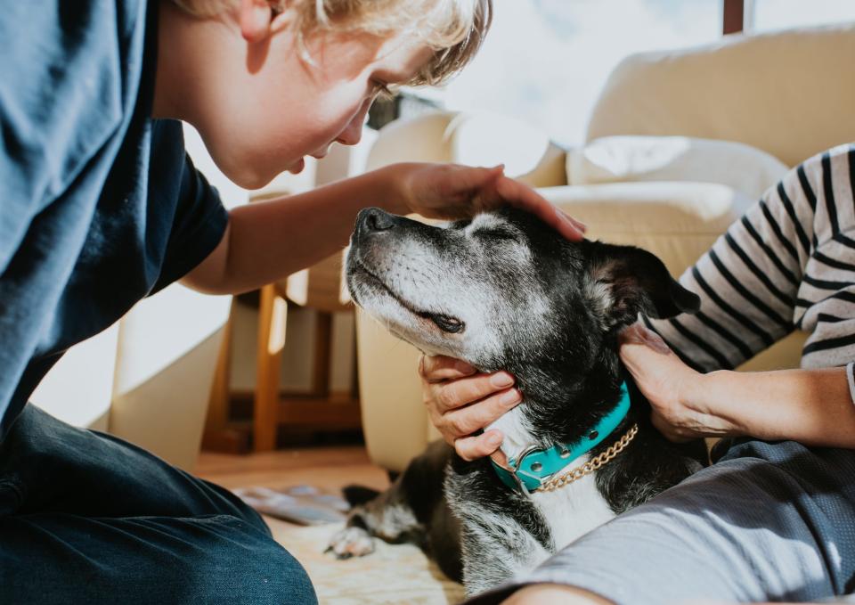  Wissenschaftler haben über eine halbe Million Hunde untersucht, um Trends in der Lebenserwartung zu untersuchen. - Copyright: Catherine Falls Commercial / Getty Images