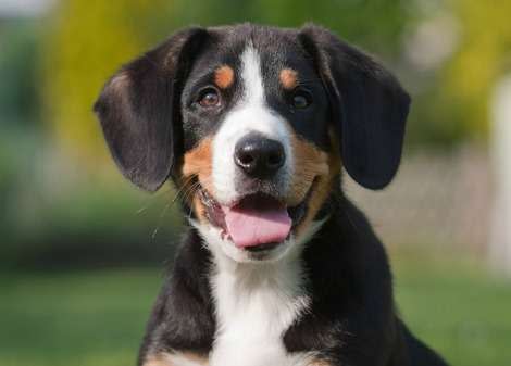 Portrait of puppy via Shutterstock