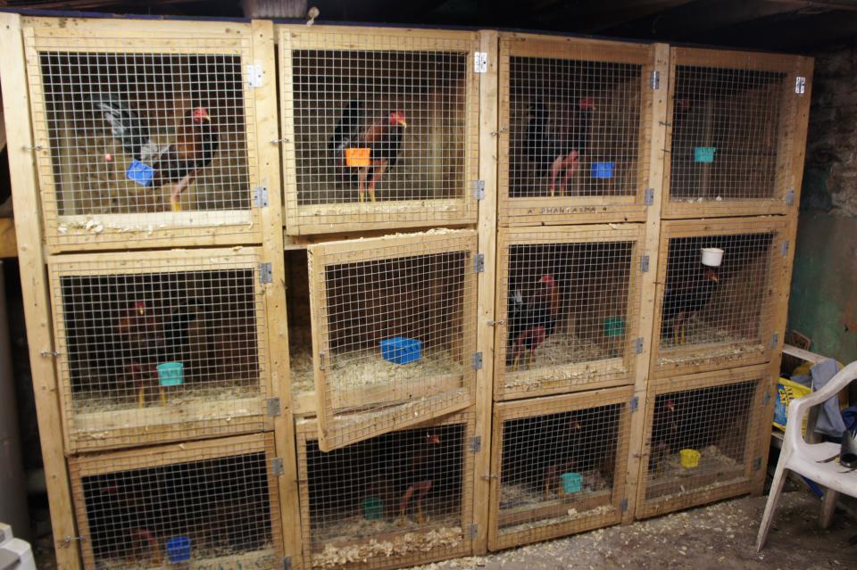 This photo provided by the Pennsylvania SPCA show examples how roosters are kept and dressed for fighting. Cockfighting is a significant, but under-the-radar problem in urban and suburban areas,