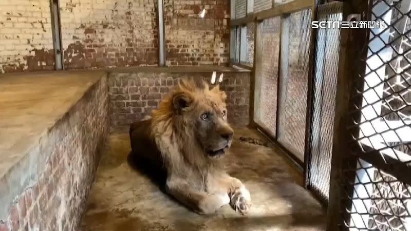 借鏡烏俄戰爭，不少人關心動物園在戰火下會如何疏散動物。