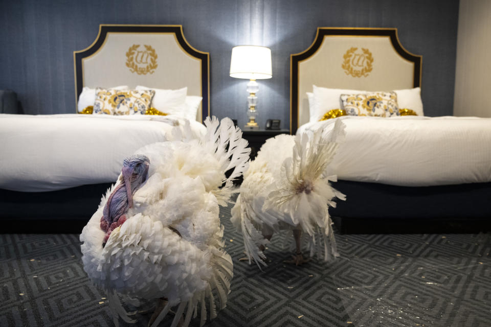 Peanut Butter and Jelly, the National Thanksgiving Turkey and alternate, walk about in their suite at the Willard Hotel in Washington, D.C.