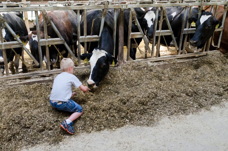 A farm in Sheboygan County hosted a breakfast and activities for National Dairy Month. The state lost 30% of its dairies between 2017 and 2022.