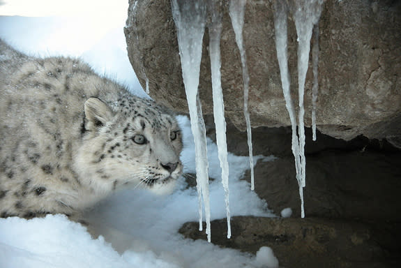 There's something magical about snow leopards. WCS's legendary conservationist George Schaller hints at it in his book, "Stones of Silence," when he describes a memorable encounter in the hills of Pakistan in the 1970s. While hiking, he spotted