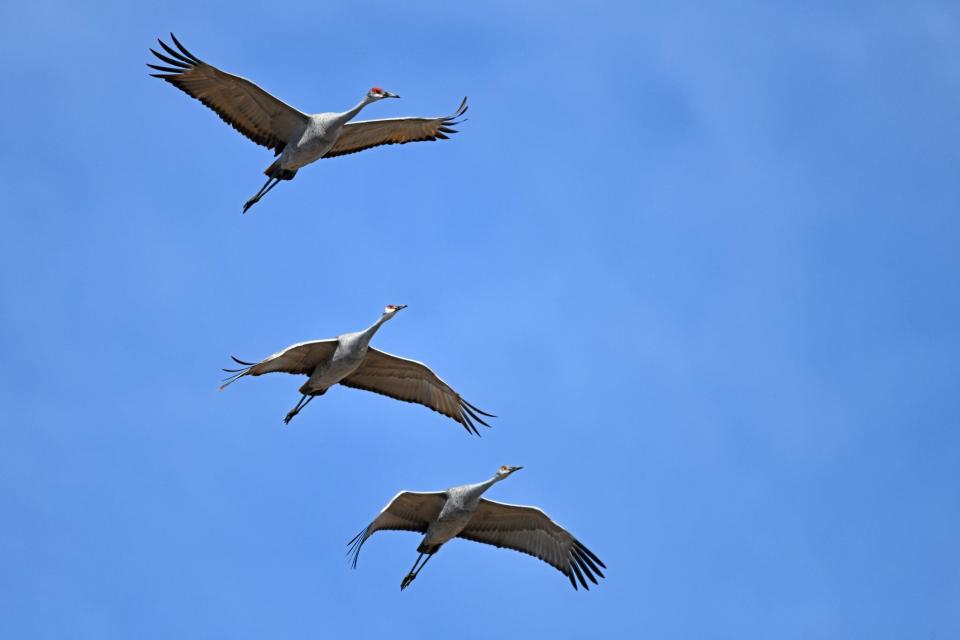 Three sandhill cranes take flight at Goose Pond Fish and Wildlife Area on Feb. 3. Hundreds of the birds should be in the wildlife area during the 2023 Marsh Madness events this weekend.