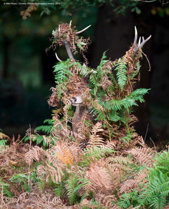 Covered in bracken, this deer in Richmond Park looks like it's spying on us humans.(Mike Rowe/Comedy Wildlife Photo Awards 2019)