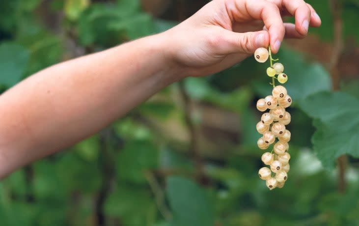 Refreshing: white currants taste like grapes and are wonderful eaten fresh - Christopher Pledger