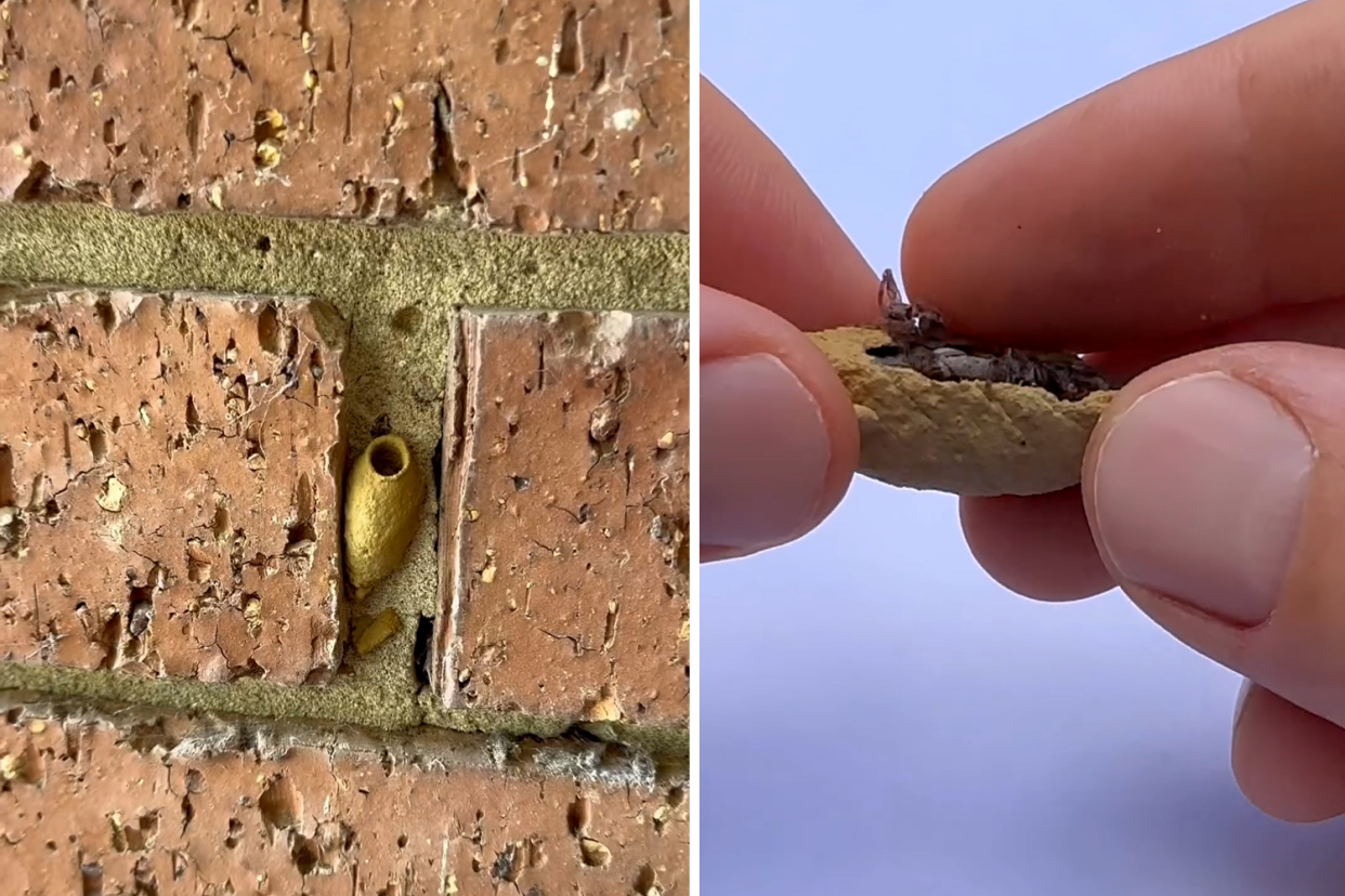 The picture on the left shows a mud wasp nest attached to a house. The one on the right shows two hands holding a mud wasp nest with paralysed spiders inside..