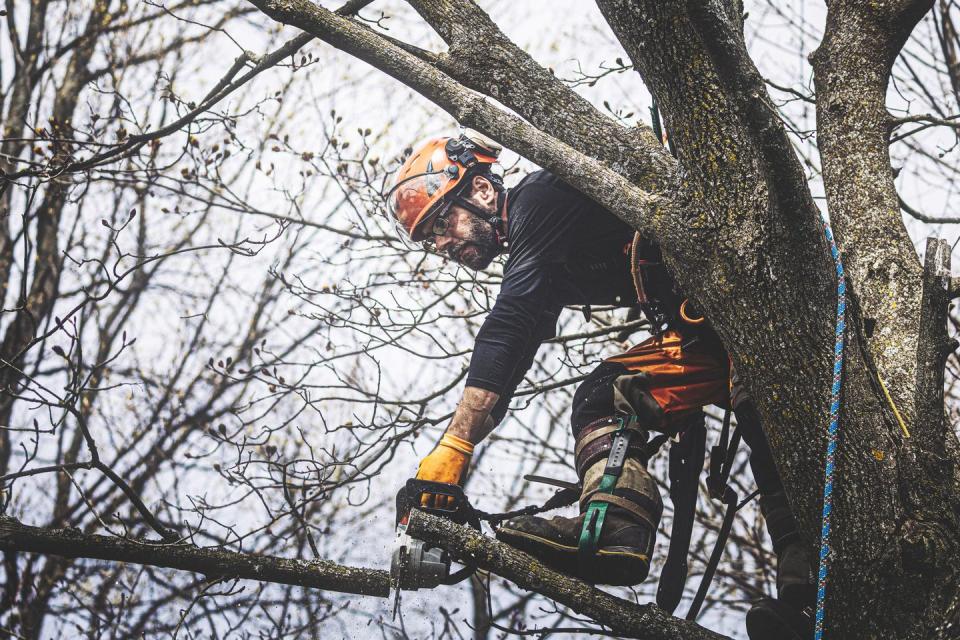 branch pruning action