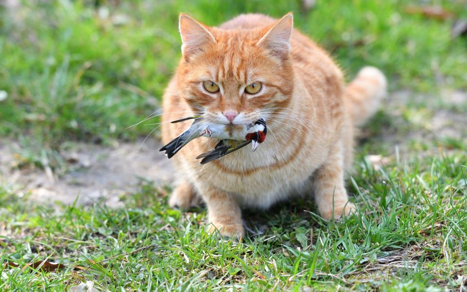 It is estimated that cats kill 27 million birds in Britain every spring and summer