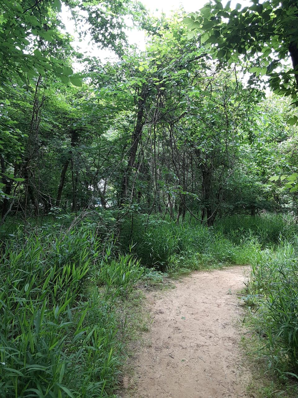 Green trees tower in Oxley Nature Center in Tulsa on May 26, 2021.