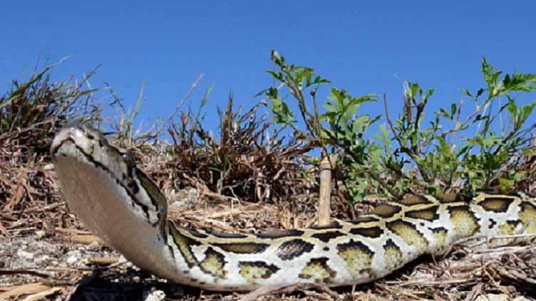 FILE PHOTO: A Florida man snared a nearly 17-foot python while hunting for the invasive snakes in the Everglades.