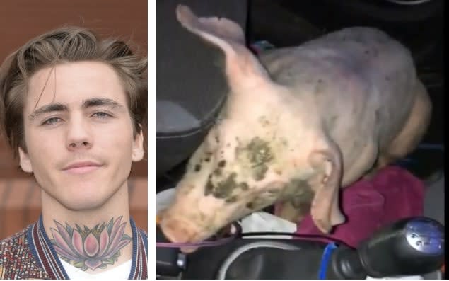 Wesley Omar (left) swiped the pig from Belmont Farm in Leicestershire before sitting it in the footwell of the passenger seat of his car and played an Elvis Presley song to soothe it - BPM Media/Leicester Mercury/Wesley Omar