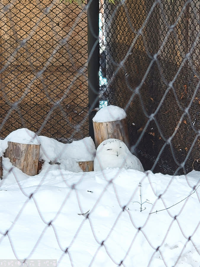 日本北海道｜旭川動物園、拉麵村、札幌大通公園、狸小路