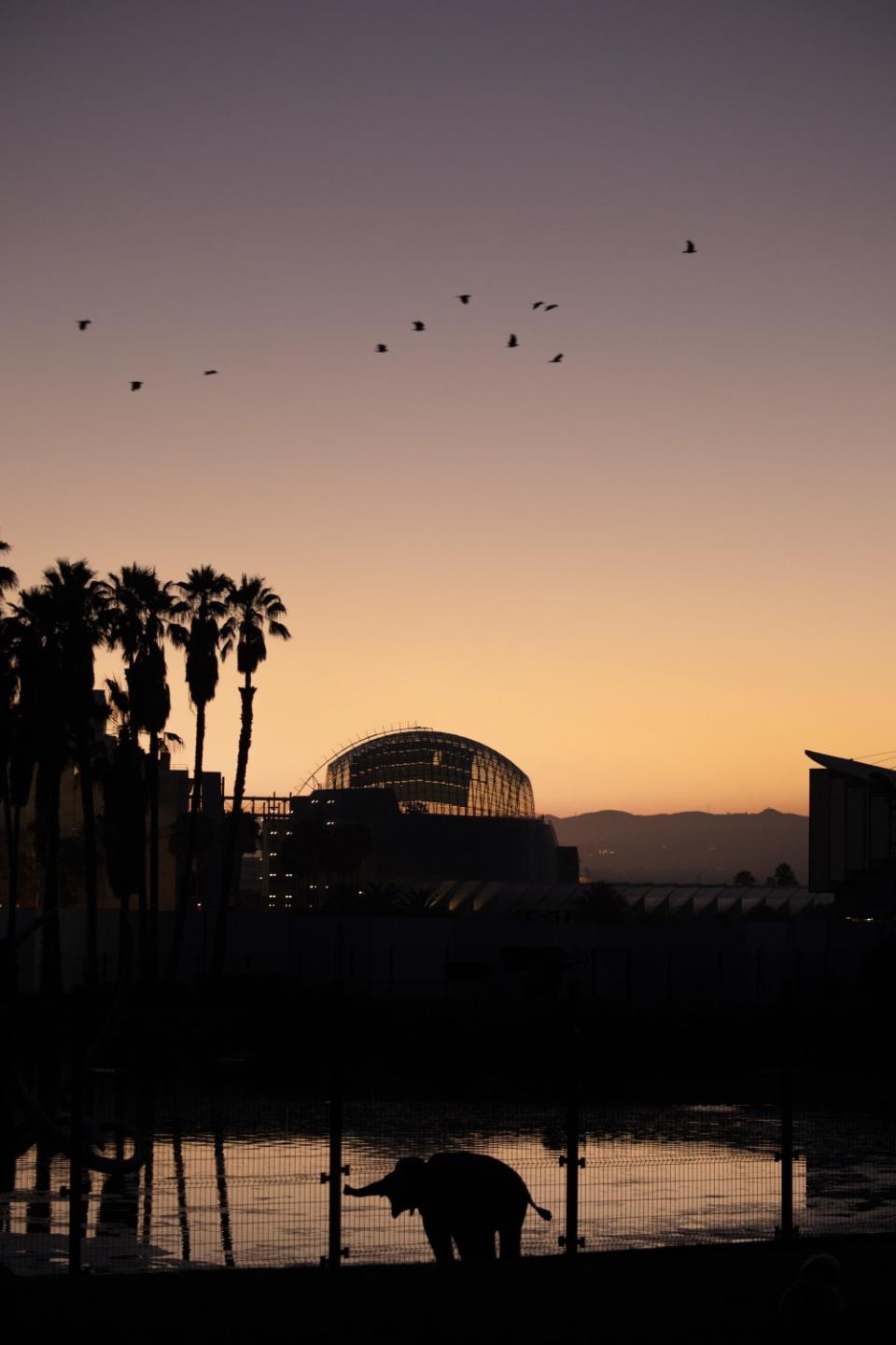 The Academy Museum of Motion Pictures, as seen at sunset from the neighboring La Brea tar pits