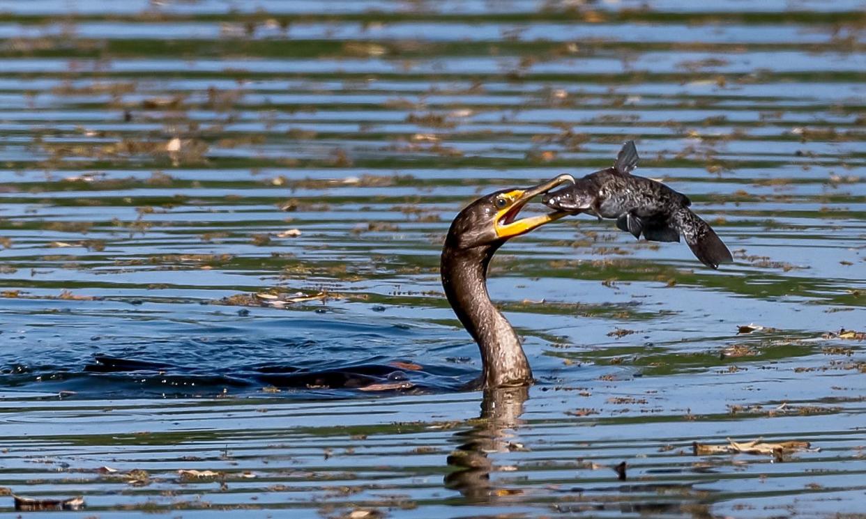 <span>A double-crested cormorant at Ponte Vedra Beach, five hours north of Miami, on 8 March 2023.</span><span>Photograph: Erik S Lesser/EPA</span>