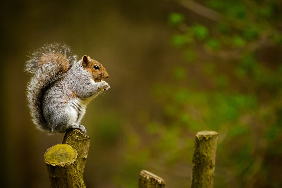 Appreciate a squirrel on National Squirrel Appreciation Day in January. <p>Shane Young/Unsplash</p>