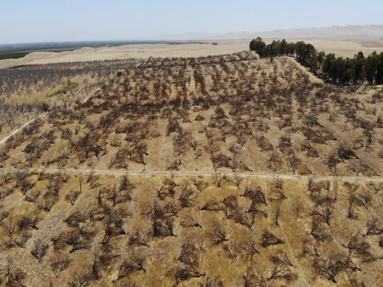 In this aerial photo is an abandoned almond orchard in Newman, Calif., on July 20, 2021. California's deepening drought threatens its $6 billion almond industry, which produces about 80 percent of the world's almonds. As water becomes scarce and expensive, some growers have stopped irrigating their orchards and plan to tear them out years earlier than planned. (AP Photo/Terry Chea)