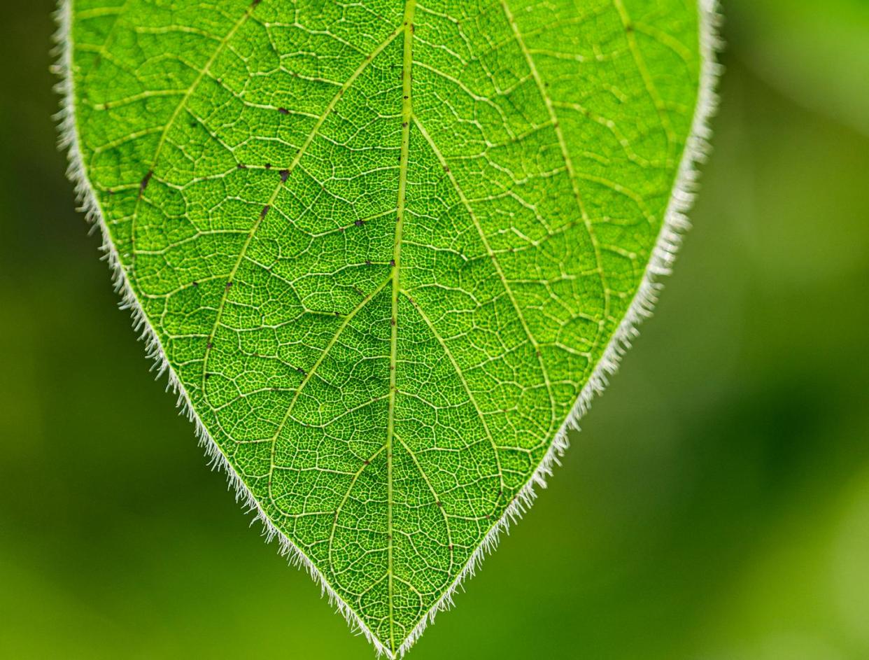 <a href="https://www.shutterstock.com/es/image-photo/young-soybean-leaf-textures-macro-blurred-1459300196" rel="nofollow noopener" target="_blank" data-ylk="slk:petrography/Shutterstock;elm:context_link;itc:0;sec:content-canvas" class="link ">petrography/Shutterstock</a>