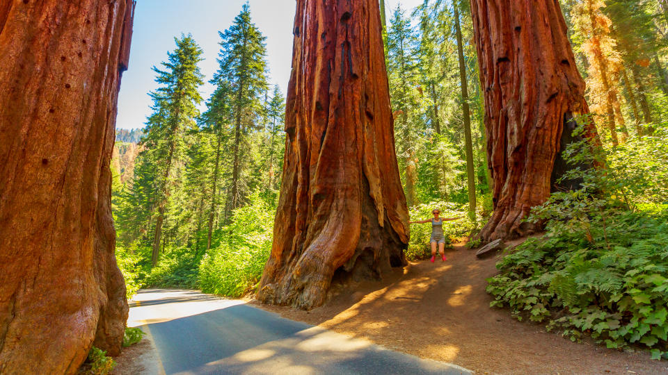 Hiking woman in freedom in Sequoia National Park