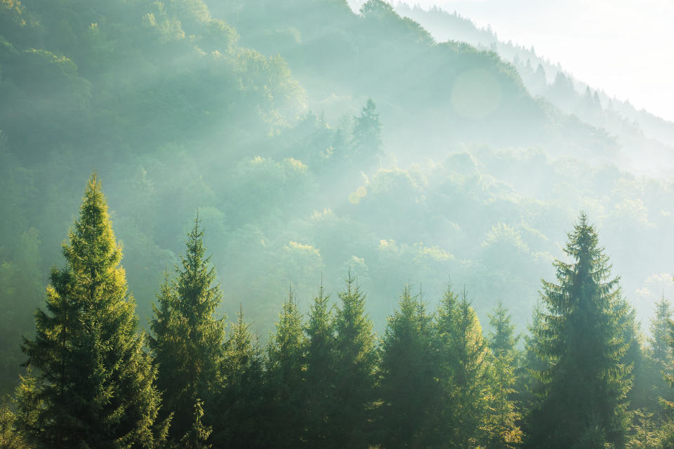 spruce treetops on a hazy morning. wonderful nature background with sunlight coming through the fog. bright sunny atmosphere