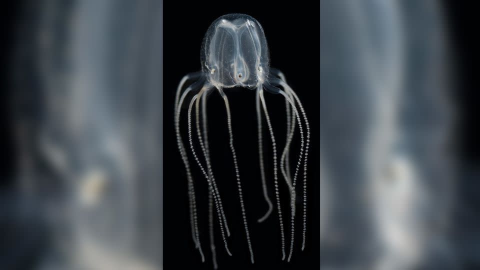 Caribbean box jellyfish, also known by the scientific name Tripedalia cystophora, have 24 eyes — six in each of four visual sensory centers called rhopalia. - Jan Bielecki