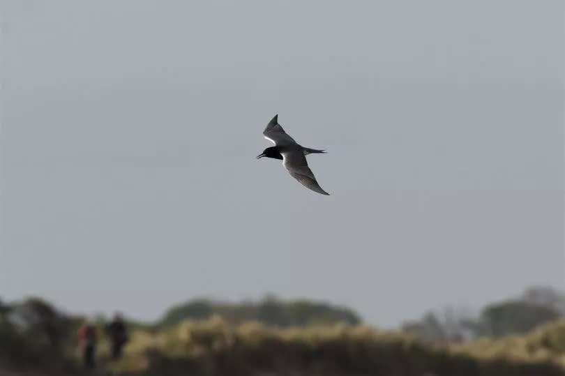 American Black Tern at Long Nanny Nature Reserve in Northumberland