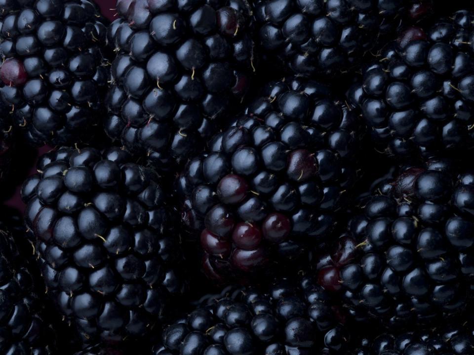 how to forage blackberries