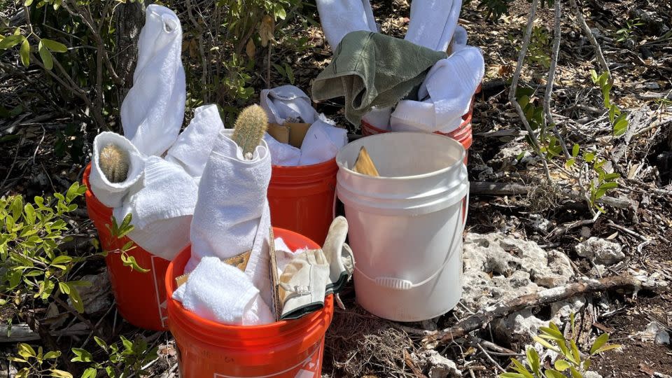 Zur Sicherheit der Kakteen und derjenigen, die mit ihnen umgehen, wurden die Stecklinge sorgfältig in Handtücher eingewickelt.  - Mit freundlicher Genehmigung von Jennifer Possley