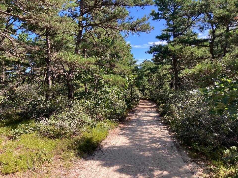 Part of my journey was along beautiful and sandy Bell Road in Wellfleet.