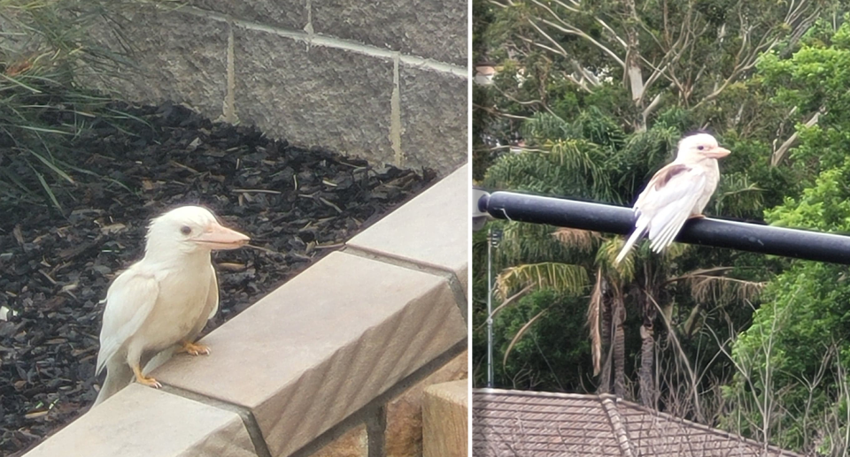 At least two white kookaburras are thriving in their urban environment. Source: Caroline Marasovic