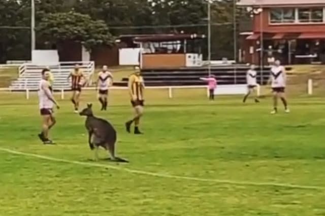 Kangaroo invades Australian rules football match