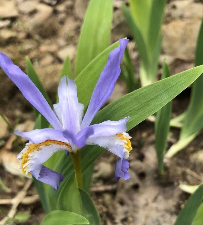 Wild Irises can be found growing along the Lick Creek Trail in the Hoosier National Forest.