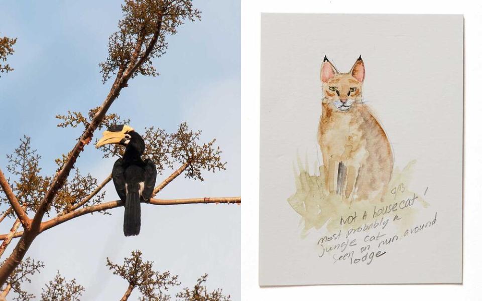 From left A hornbill; illustration of a jungle cat. | From left: Courtesy of Jan Brett; Illustration by Jan Brett, photographed by Philip Friedman