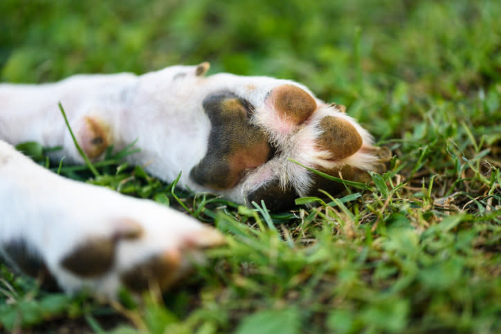 According to Pet MD, dogs have a type of sweat gland called merocrine glands, which are located in their paw pads. However, dogs actually sweating through their paws is relatively rare.