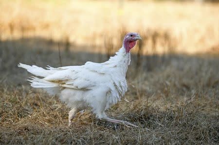 A Beltsville Small White turkey is seen in the field at the farm of Julie Gauthier in Wake Forest, North Carolina, November 20, 2014. REUTERS/Chris Keane