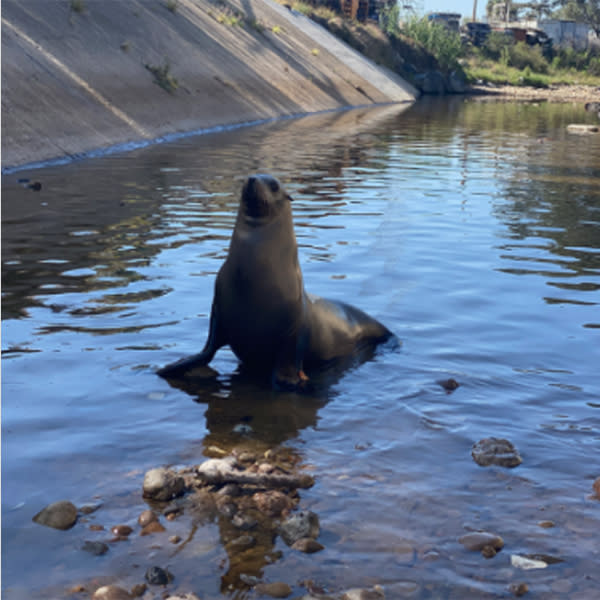 San Diego’s wayward sea lion, now named Freeway, was discovered in a storm drain in a pretty dense, urban part of town more than a mile from ocean water. (Seaworld Rescue Team)