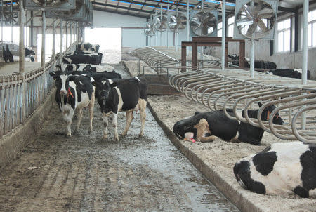 Cows are seen at farm houses at an independent dairy farm in Shenyang, Liaoning province, China, March 30, 2017. Picture taken March 30, 2017. REUTERS/Jake Spring