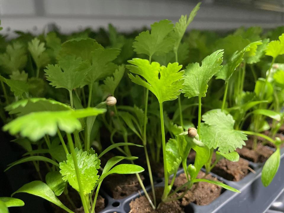 Cilantro seedings get started in a growing medium that includes coconut husk at Square Roots.