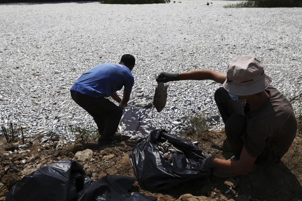 Workers collect dead fish from a river near the port city of Volos, central Greece, Thursday, Aug. 29, 2024, following a mass die-off linked to extreme climate fluctuations. (AP Photo/Vaggelis Kousioras)