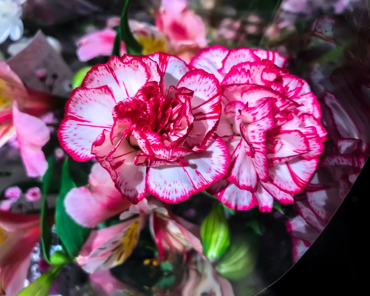 flower meanings, two toned carnations