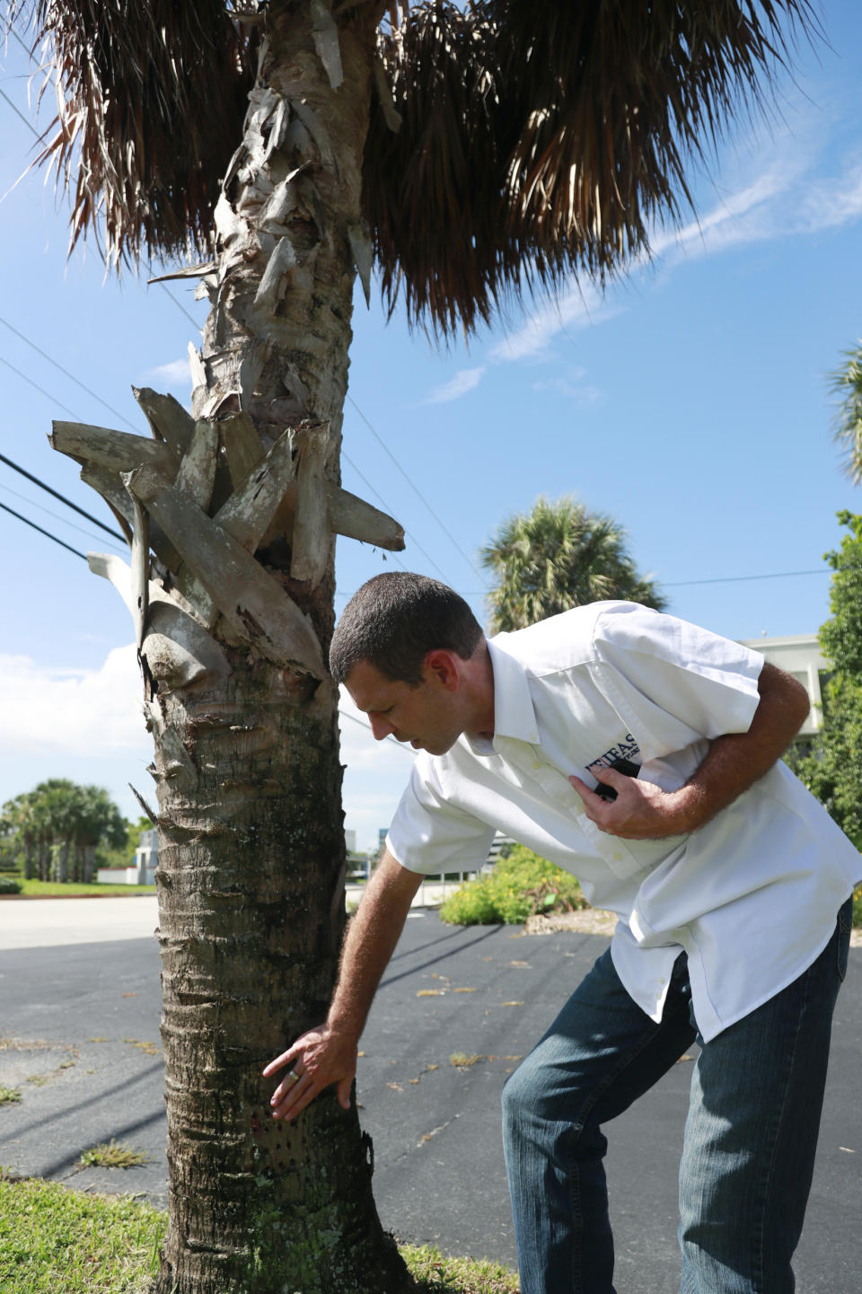 In this Wednesday, July 31, 2019, photo, Brian Bahder, assistant professor of entomology at the University of Florida, points to a cabbage palm tree that died from a lethal bronzing disease in Davie, Fla. Florida's iconic palm trees are under attack from a fatal disease that turns them to dried crisps within months with no chance for recovery once ill. Lethal bronzing is caused by a bacteria spread by a rice-sized insect. It has gone from a small infestation on Florida's Gulf Coast to a statewide problem in a decade. “Getting this disease under control is essential because it has the potential to drastically modify our landscape,” said Bahder. (AP Photo/Wilfredo Lee)