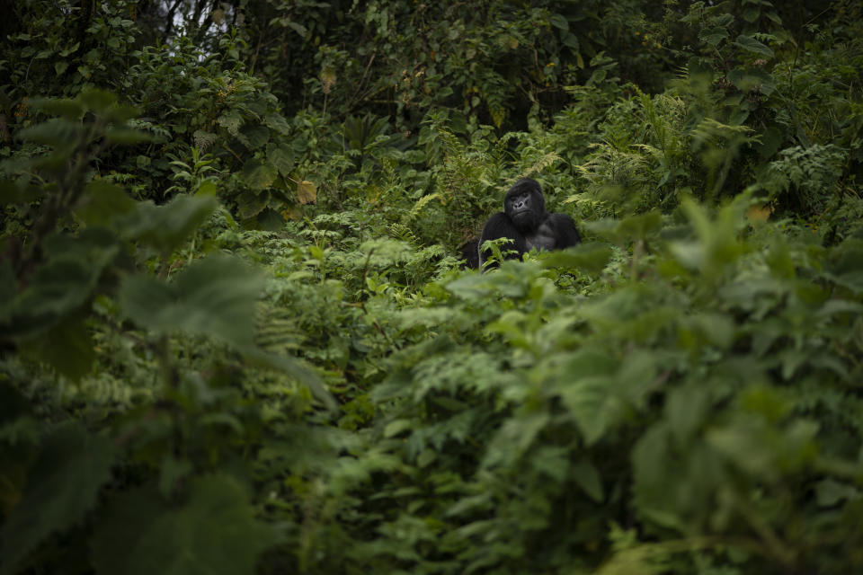 A silverback mountain gorilla named Pato sits in Volcanoes National Park, Rwanda. (Photo: Felipe Dana/AP)