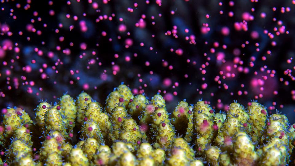 Up close shot of coral spawning pink sperm and egg bundles into the dark sea.