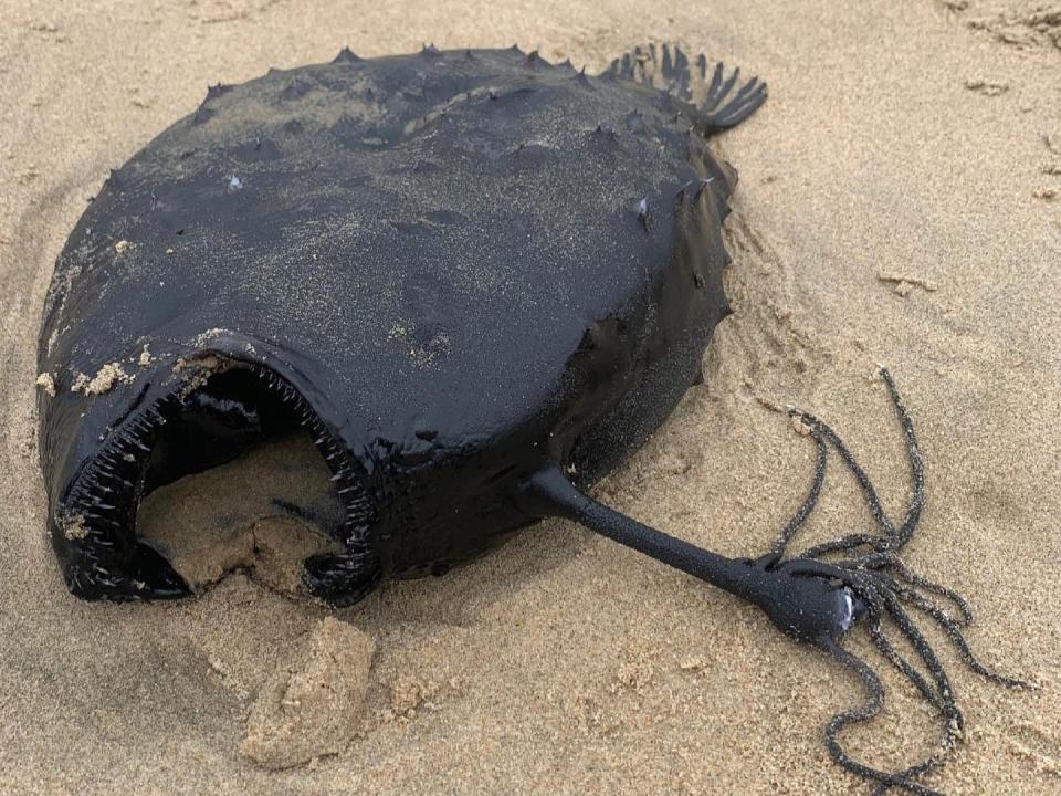 <p>This ‘football fish’ was on a California beach last week.</p> (Crystal Cove State Park)