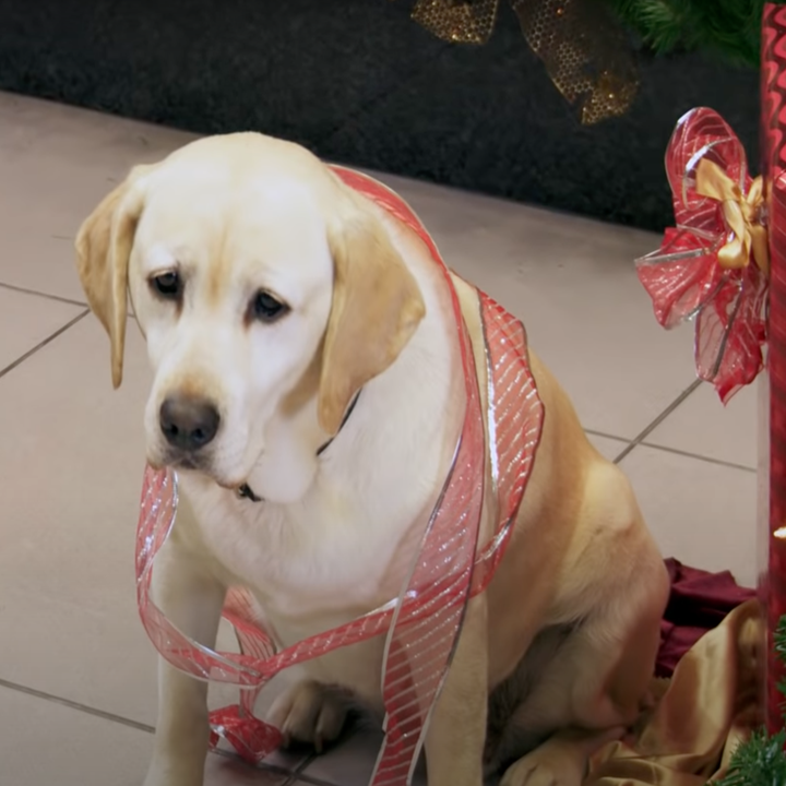 dog has ruined christmas tree